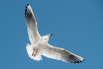 Black-headed Gull, Chroicocephalus ridibundus