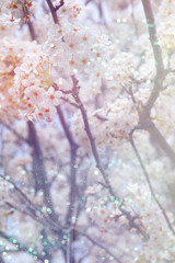 Abstract blurred background of spring cherry tree
