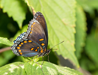 Obraz premium Ventral view of a Red Spotted Purple Admiral butterfly resting on a Painted Nettle leaf