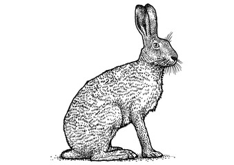 Fototapeta premium Rabbit, brown hare, drawing, engraving, illustration