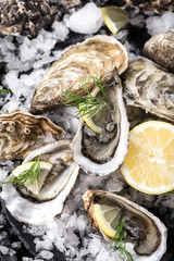 Frische Austern 