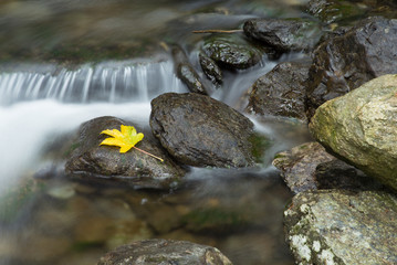 Waldbach im Gebirge