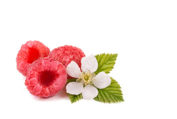 Raspberries, flower and leaves on white, with copyspace © pimmimemom