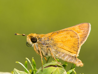 Tiny Sachem Skipper butterfly resting on a flower bud