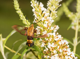 Snowberry Clearwing moth in flight, feeding on white flower cluster of a Butterfly bush