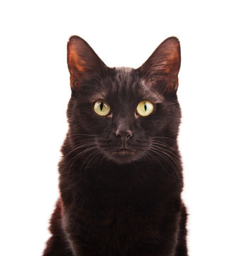 Black cat looking up, on white background