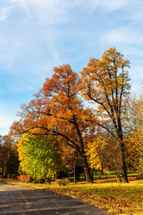sunny landscape in the park