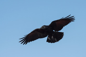 Carrion Crow, Crow, Corvus Corone