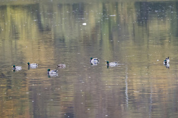 Nile geese in the Danube river