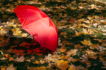 Red umbrella in forest