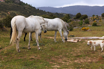 caballos perro en campo