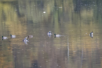 Nile geese in the Danube river