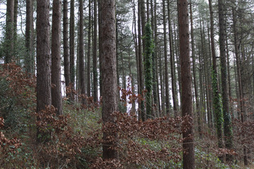 Naklejka premium Winter forest