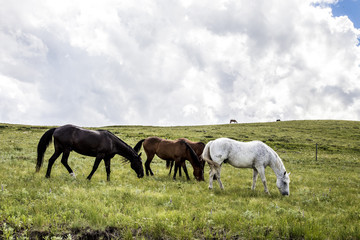 Montana Horses