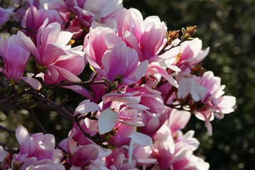 Naklejka premium Magnolia officinalis