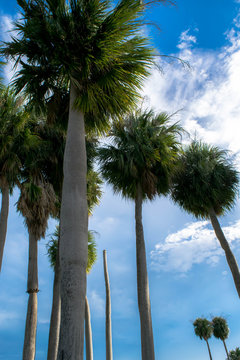 Tall Tropical Palm Trees