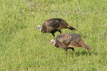 Wild turkeys foraging on a sunny grass field on a fall morning © pimmimemom