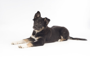 Puppy dog, Border Collie, lying on white background