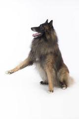 Fototapeta premium Dog, Belgian Shepherd Tervuren, sitting front paw up, wihte back