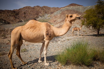Camels in the rocky mountains of Oman