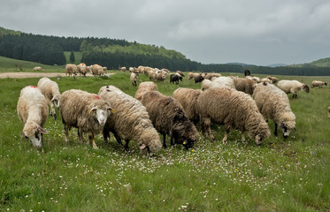 Obraz premium Sheep grazing on a meadow, on a cloudy day
