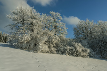 Trees in a snowy landscape