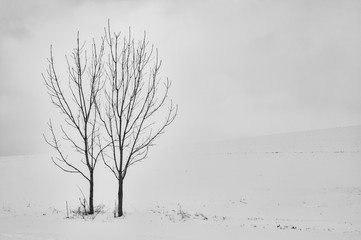 Two trees in the landscape