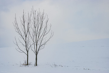 Fototapeta na wymiar Two trees in the landscape