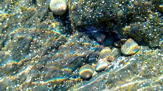 Meerschnecken, Unterwasseraufnahme vor Teneriffa
