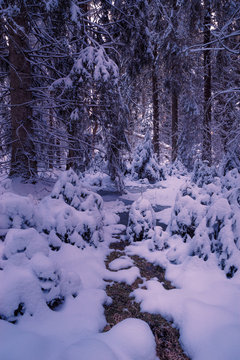 Wald zur Winterzeit mit Schnee