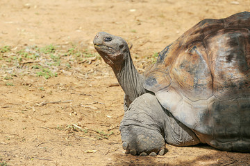 Galapagos tortoise