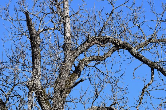 Kahles, dürres Astwerk eines alten Birnenbaumes vor blauem Himmel
