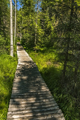 Fototapeta na wymiar A wooden walkway