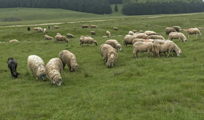 Obraz premium Sheep grazing on a meadow, on a cloudy day