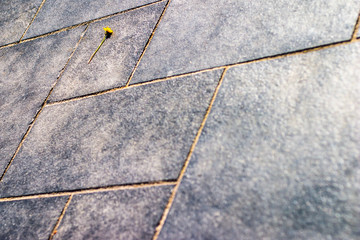 single colour flower on grey slate floor background