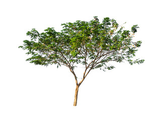 Obraz premium trees isolated on white background