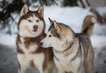 A pair of husky on a walk