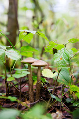 Leccinum scabrum mushrooms in the forest