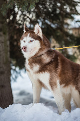Dog breed husky in the winter Park