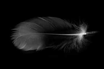 bird feather on a white background as a background for design
