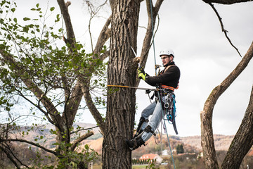 Lumberjack with saw and harness pruning a tree.