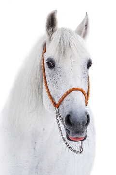 Funny portrait of a gray horse on a white background