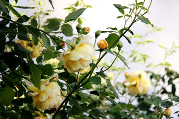 Yellow Roses