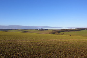 Fototapeta na wymiar undulating wheat fields