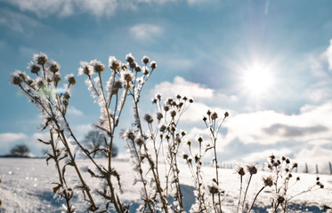 Winterlandschaft mit Sonnenschein 