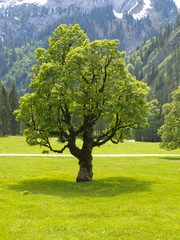 Großer alter Ahornbaum