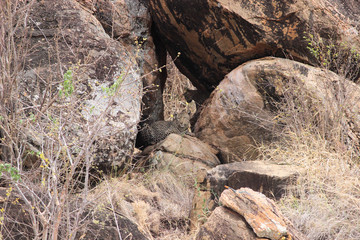 Leopard mit Baby in Felshöhle