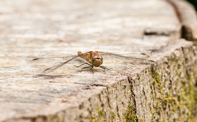 Dragonfly on a Tree Stump