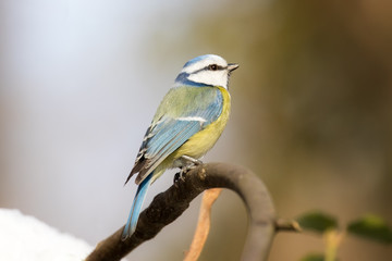 Fototapeta premium Eurasian blue tit (Cyanistes caeruleus), small passerine bird in