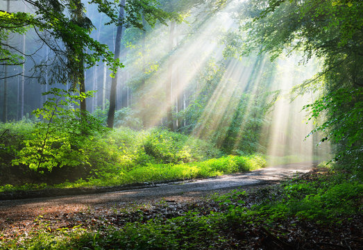 Fototapeta Forest road in a green foggy forest with sun rays in background. Osnabruck, Germany